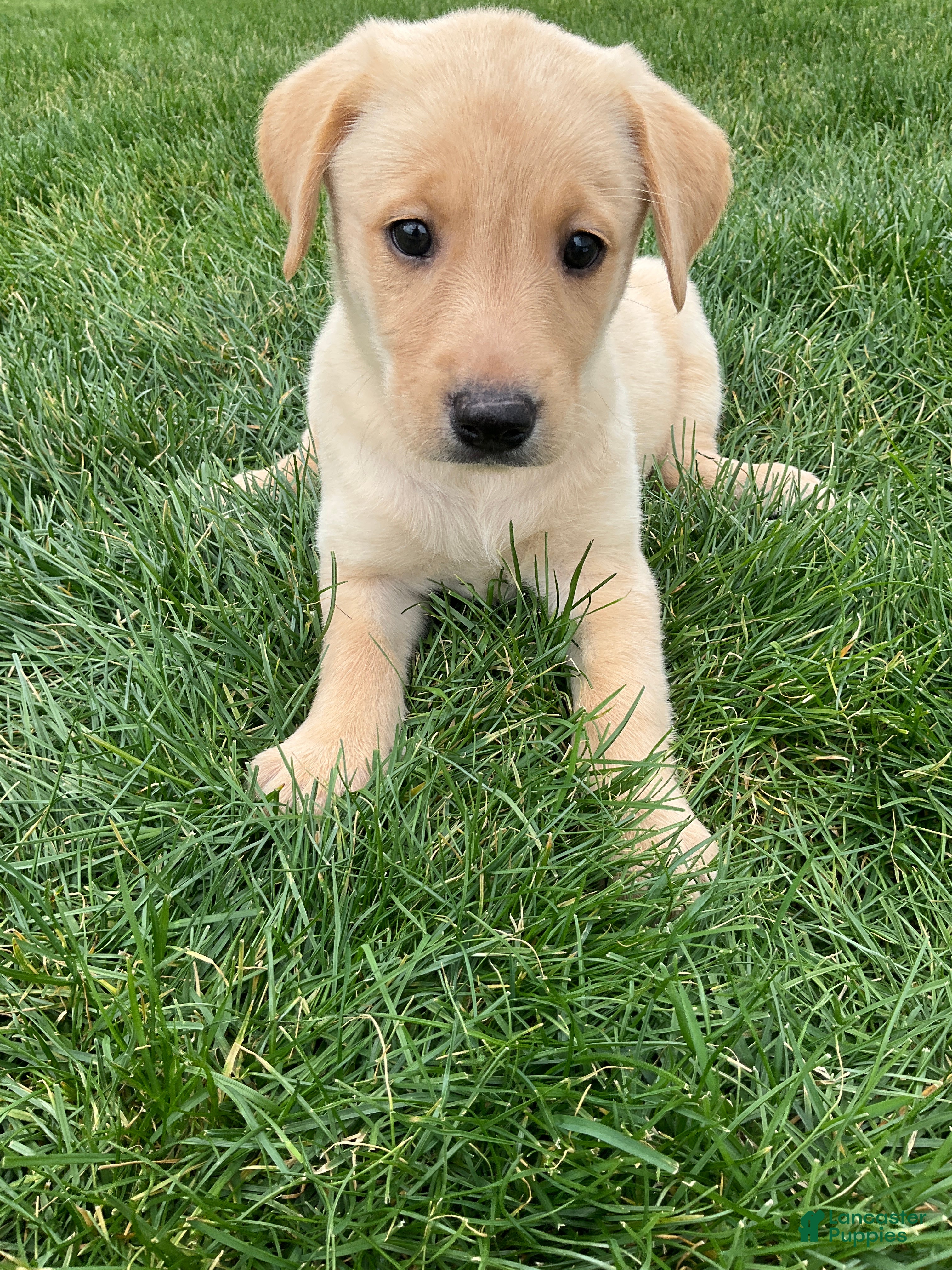 Labrador Retriever dogs Willow - Ad 1
