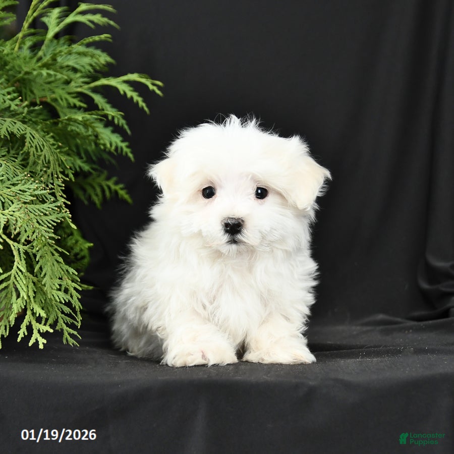 Morkie dogs Baxter - Ad 36