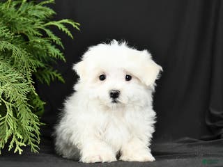 Morkie dogs Baxter - Ad 39