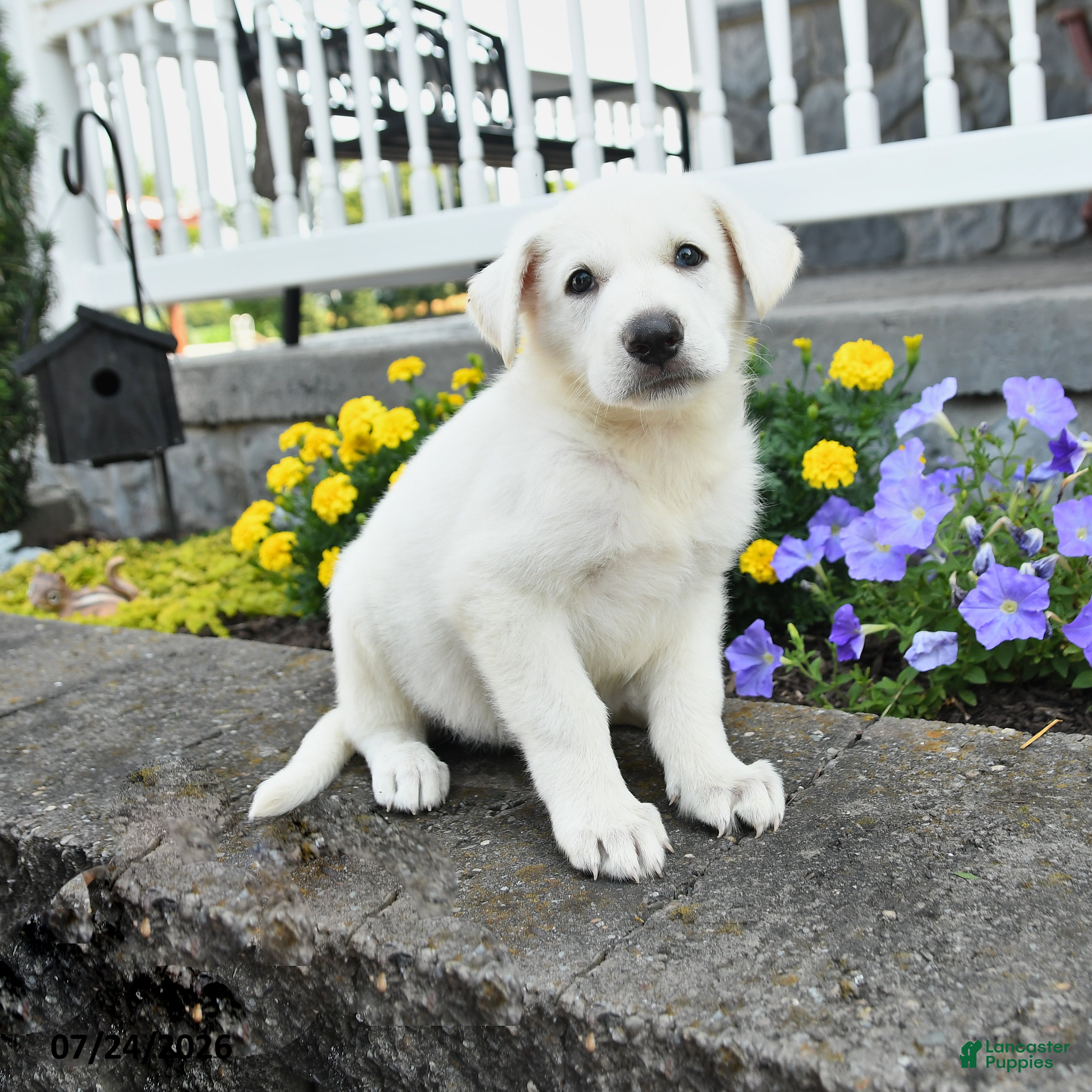 German Shepherd dogs for sale: Kenzo - Ad 1