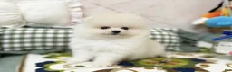 Pomeranian dogs for sale: Luna - Ad 4