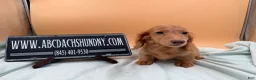 Miniature Dachshund dogs for sale: Ch Bred S.African/russian akc - Ad 15
