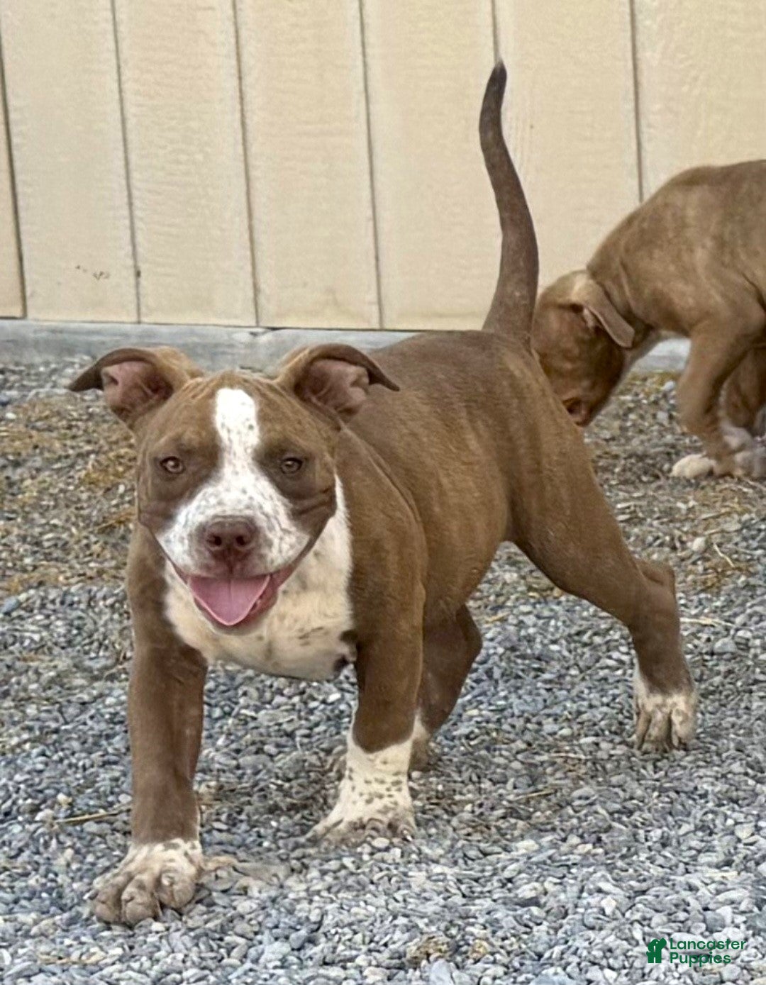 American Bully dogs "SNOOP DOGG" CHOCOLATE TICKED - Ad 8