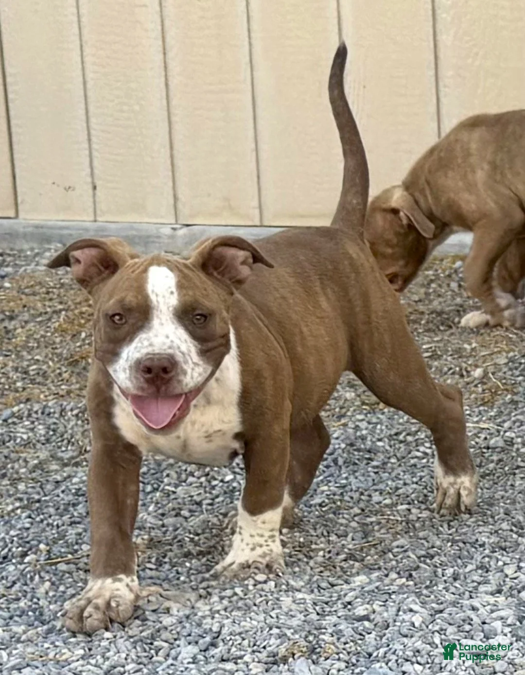 American Bully dogs for sale: "SNOOP DOGG" CHOCOLATE TICKED - Ad 1