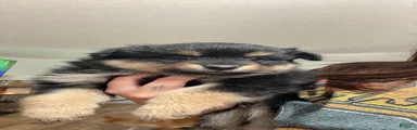 Pomeranian 1