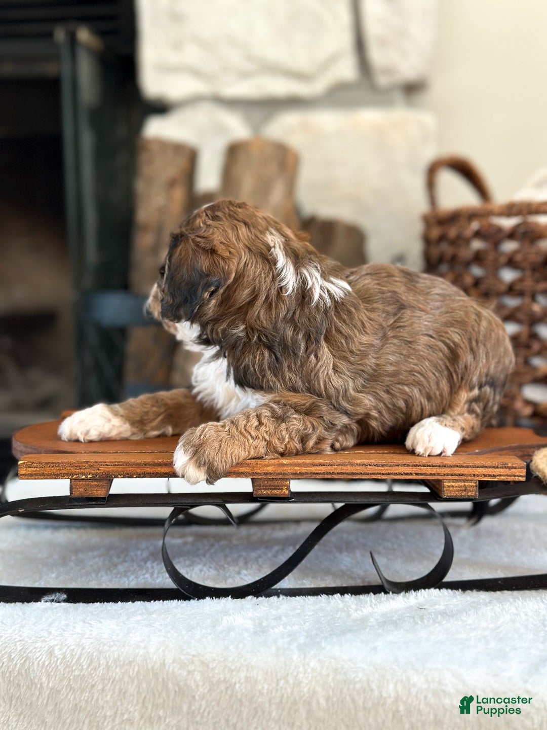 Cavachon dogs for sale: Woody - Ad 6