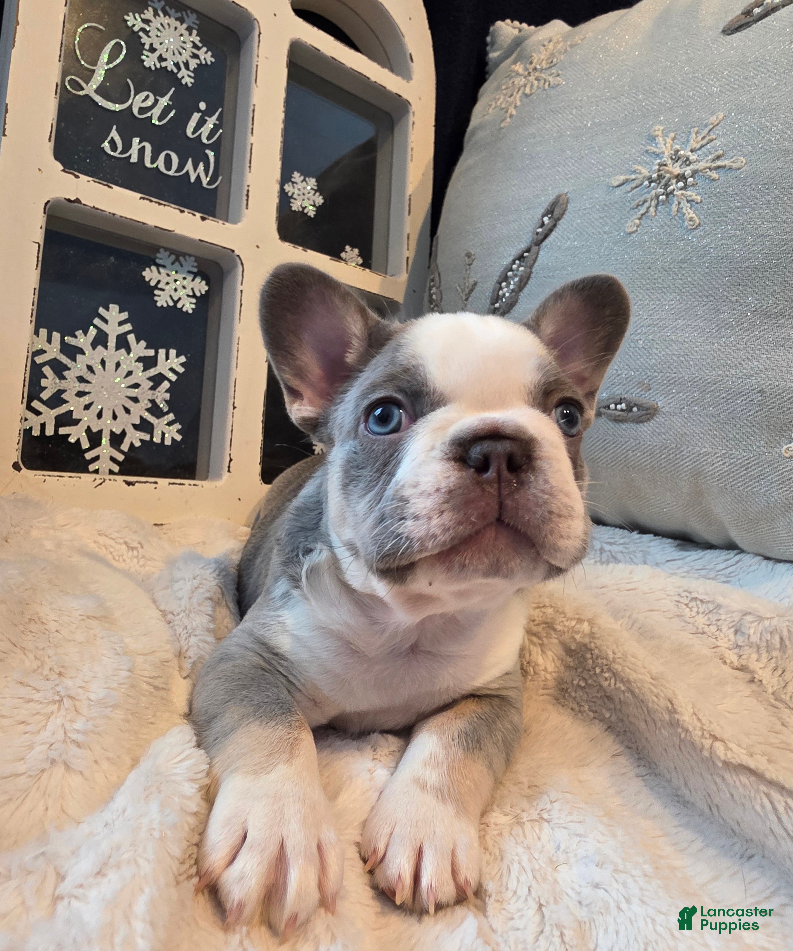 French Bulldog dogs Olaf – a Lilac with Panda Husky Pattern French Bulldog , carries pink and fluffy - Ad 2