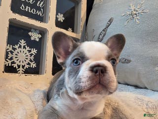 French Bulldog dogs for sale: Olaf – a Lilac with Panda Husky Pattern French Bulldog , carries pink and fluffy - Ad 2