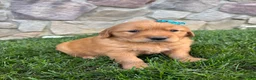 Golden Retriever dogs for sale: Ryder  - Ad 4