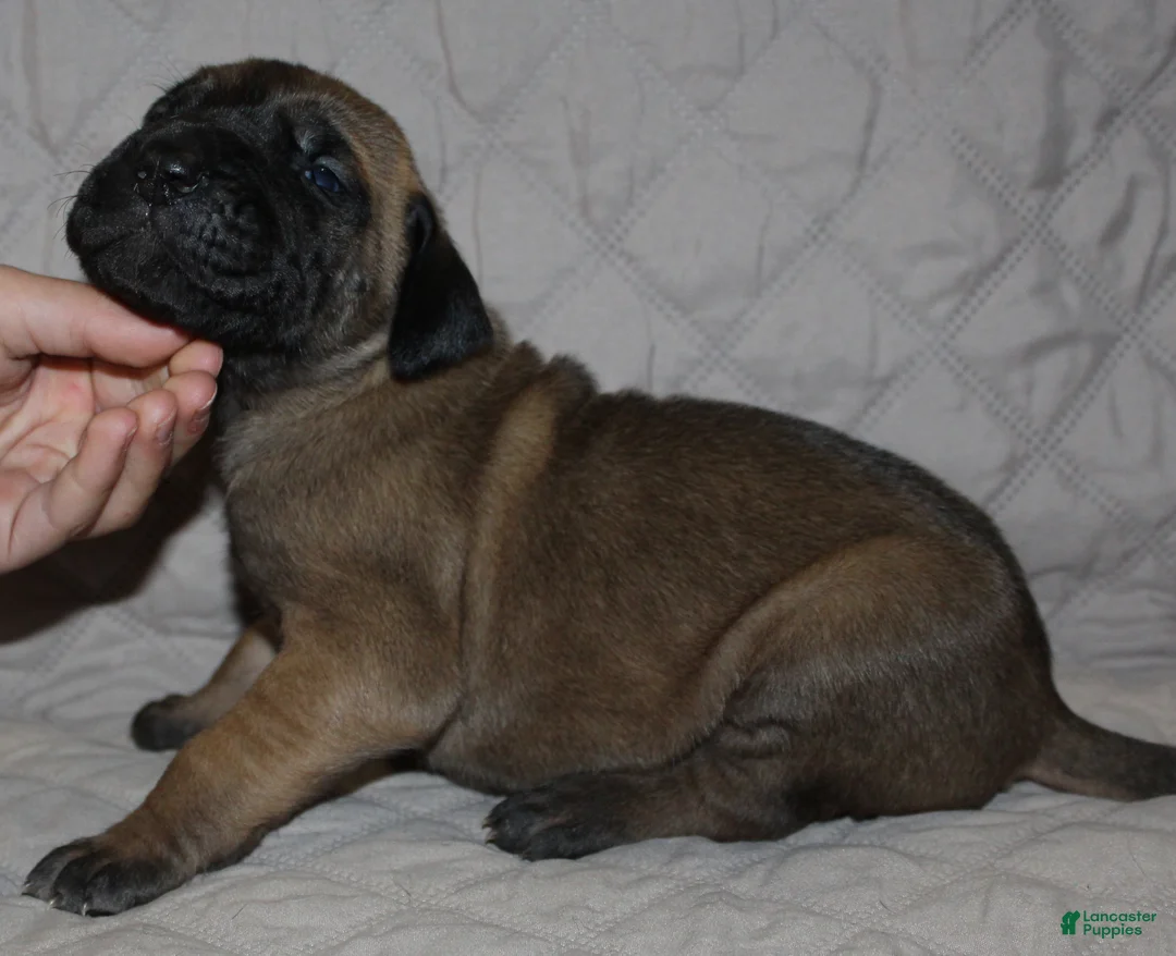 Great Dane dogs for sale: Sawyer - Ad 2