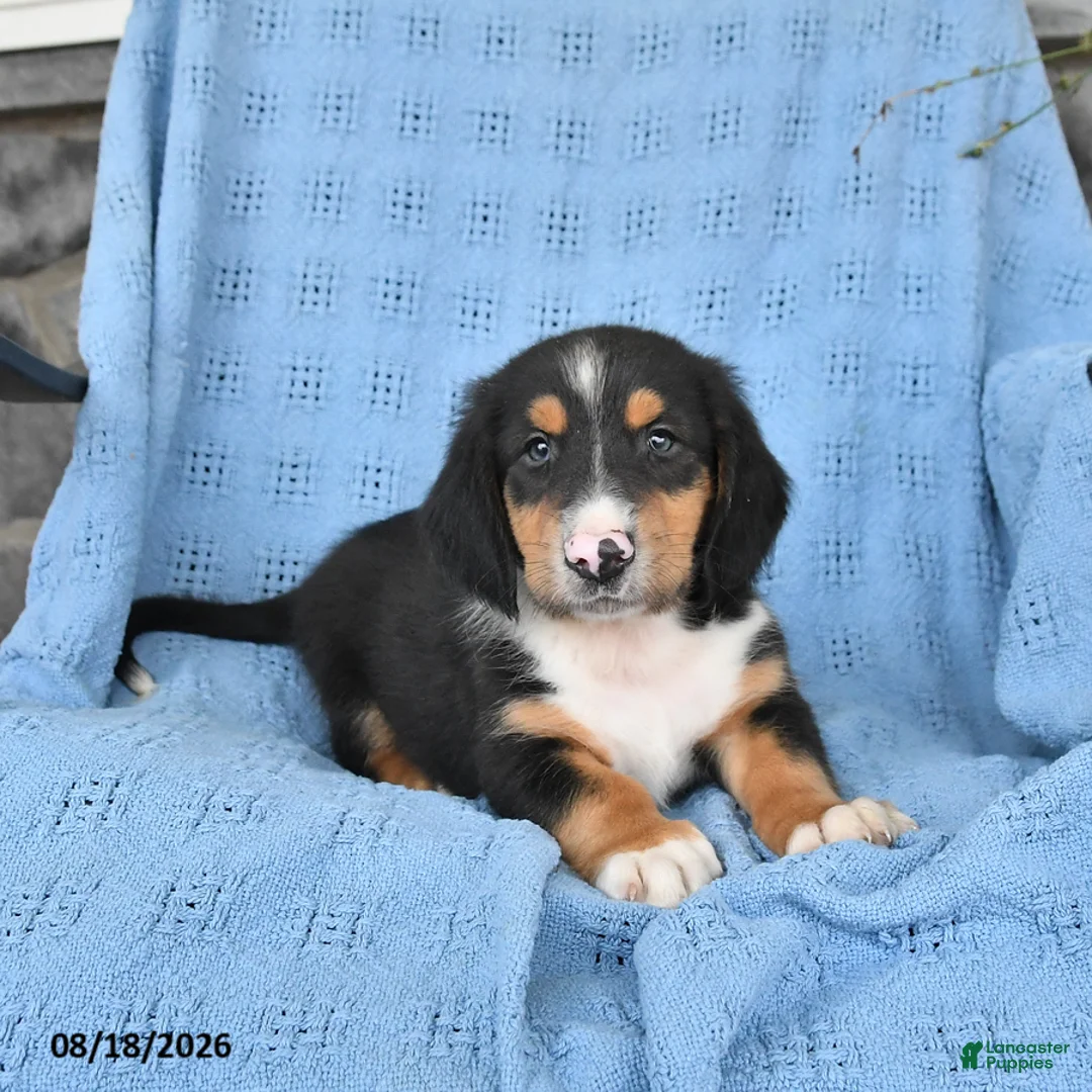 Mixed Breed dogs for sale: Prince   - Ad 3