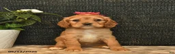 Cockalier dogs for sale: Violet  - Ad 3
