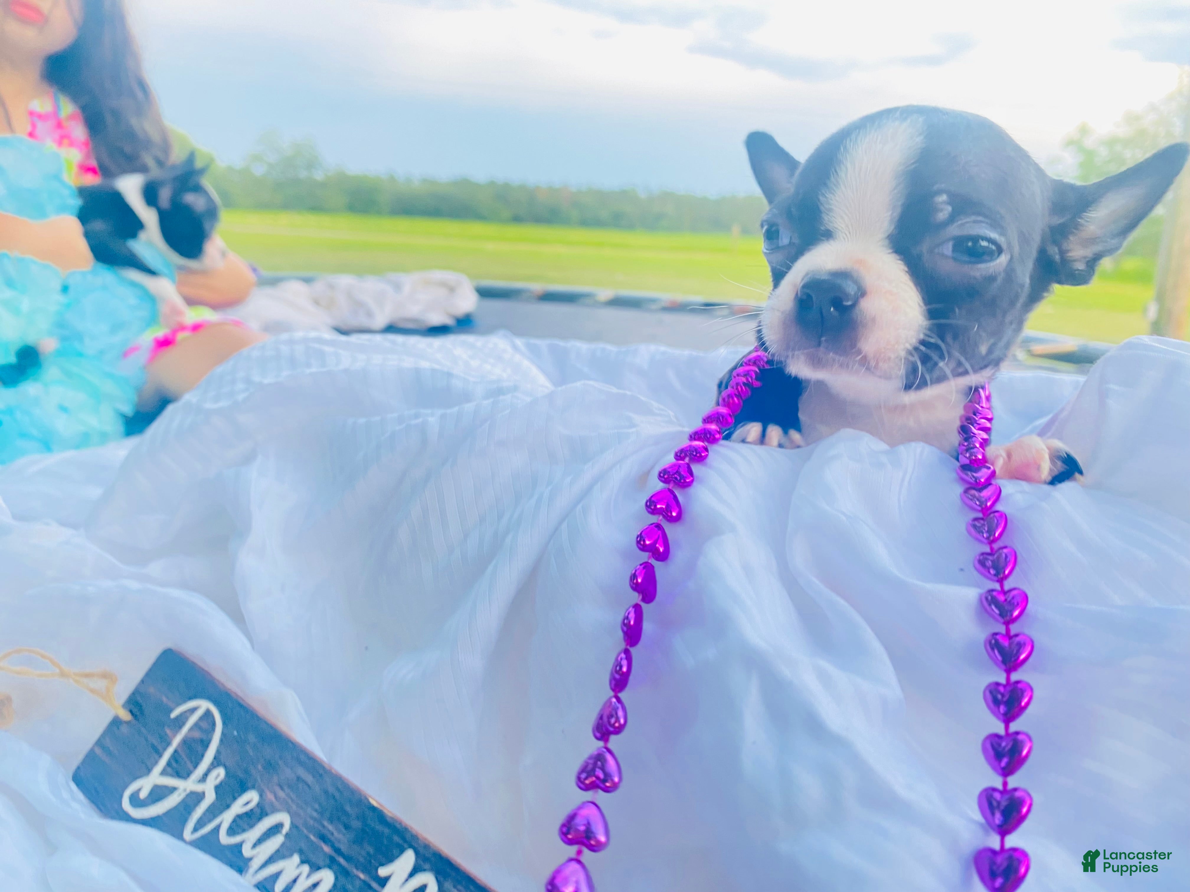 Boston Terrier dogs Boston Terrier 5 - Ad 11
