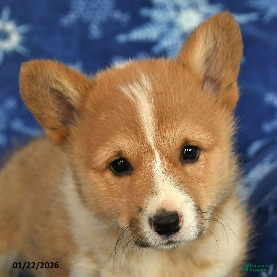 Welsh Corgi Pembroke dogs Tommy - Ad 2