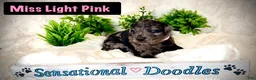 Goldendoodle dogs for sale: Miss Light Pink - Ad 1