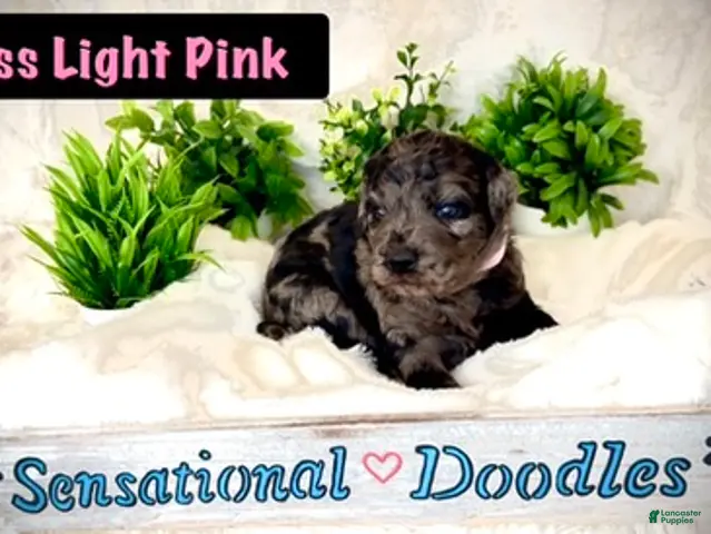 Goldendoodle dogs for sale: Miss Light Pink - Ad 1