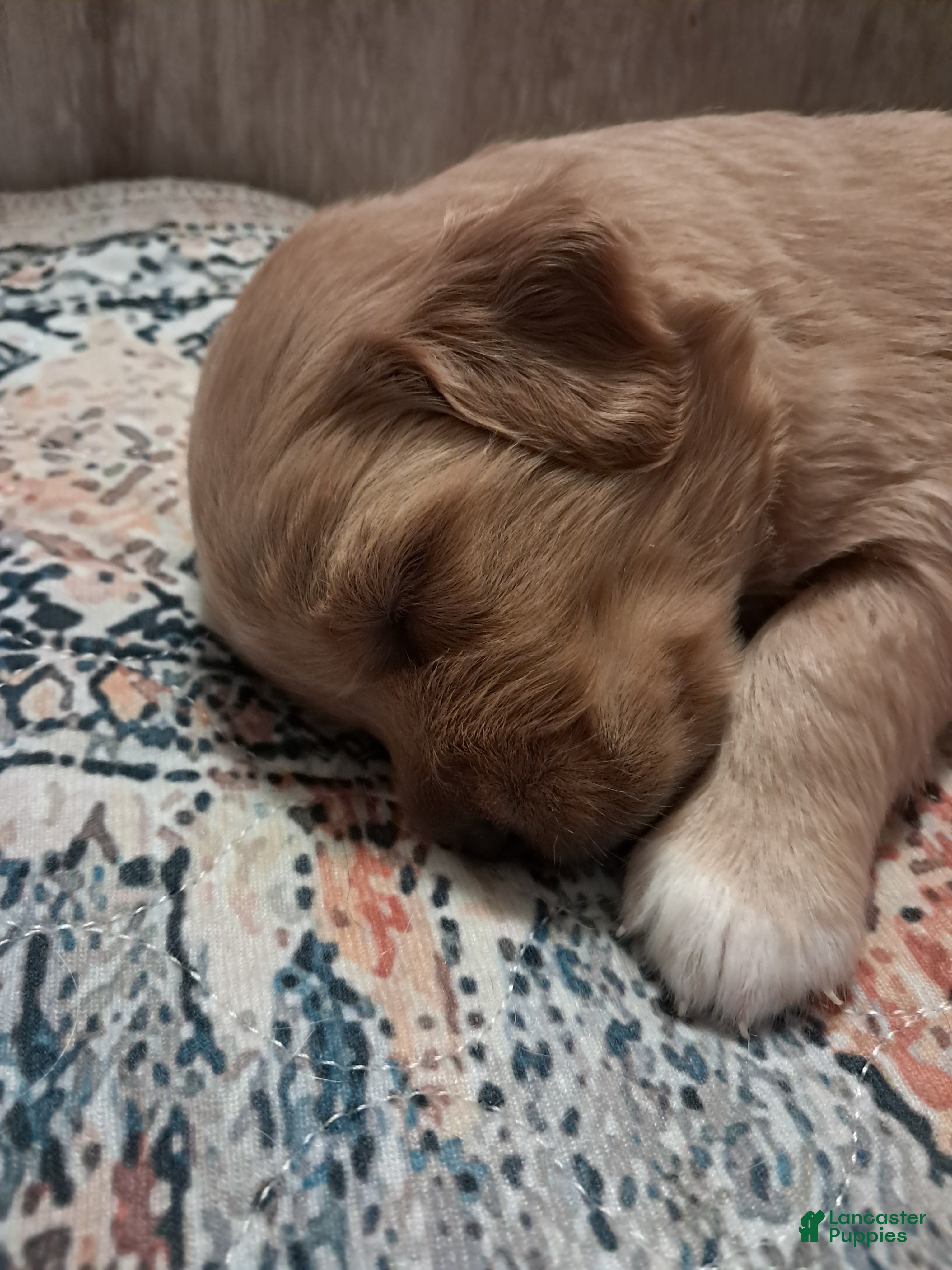 Double Doodle dogs for sale: Cyrus - Ad 1