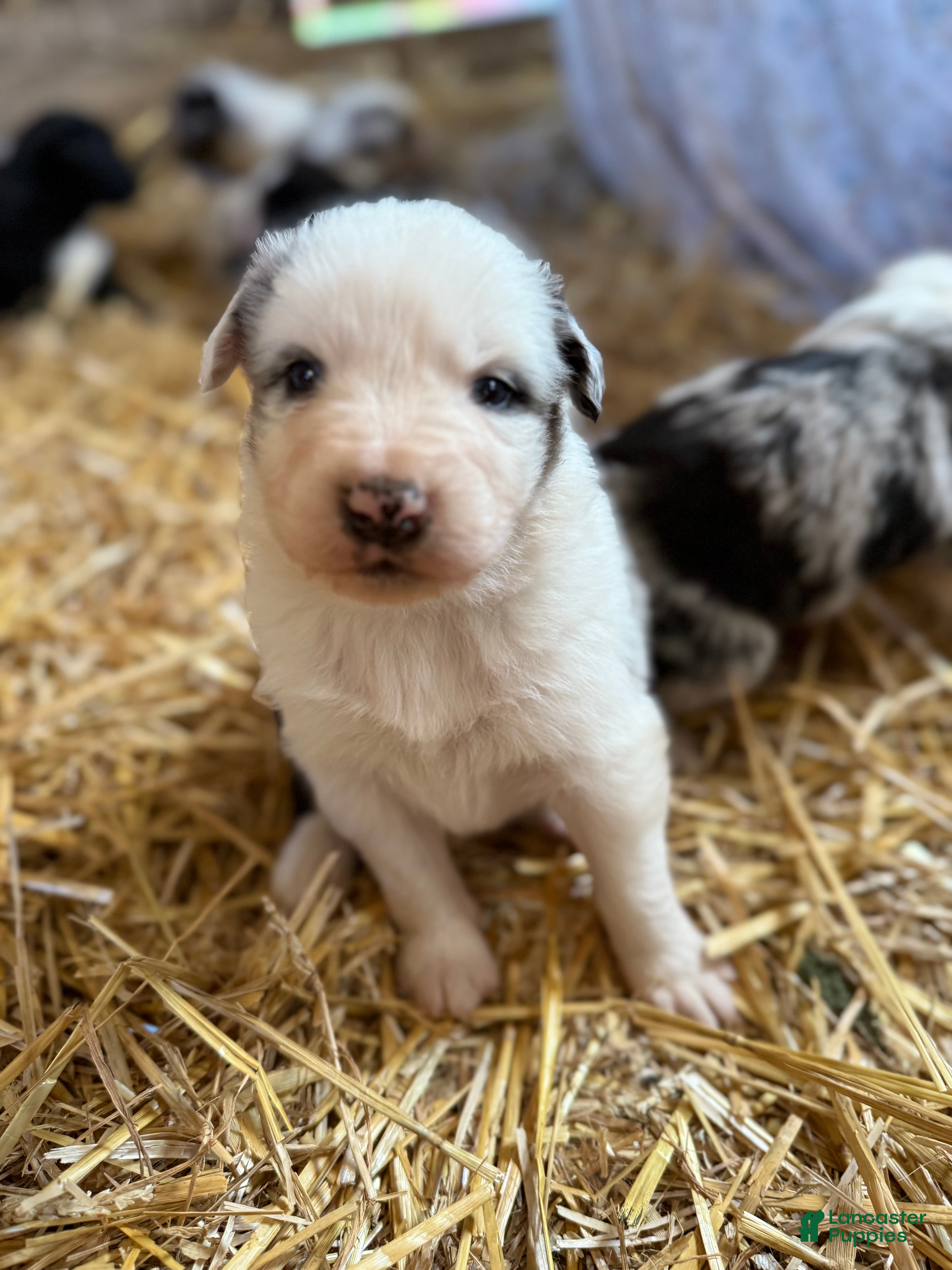 Australian Shepherd dogs Australian Shepherd Puppy 2 - Ad 1