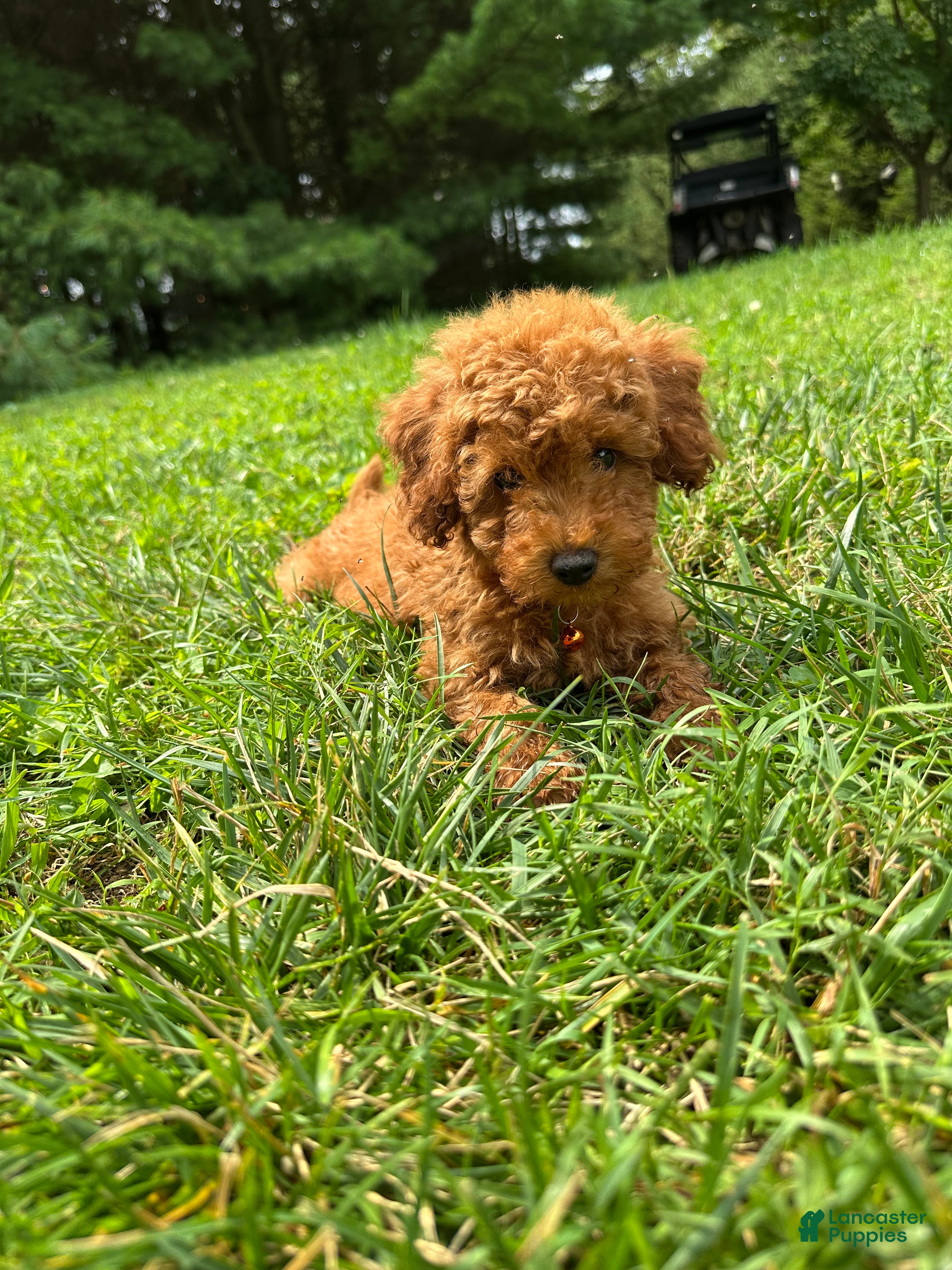 Miniature Poodle dogs Tiny - Ad 2