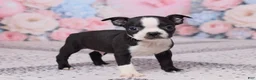 Boston Terrier dogs for sale: Jerry - Ad 4