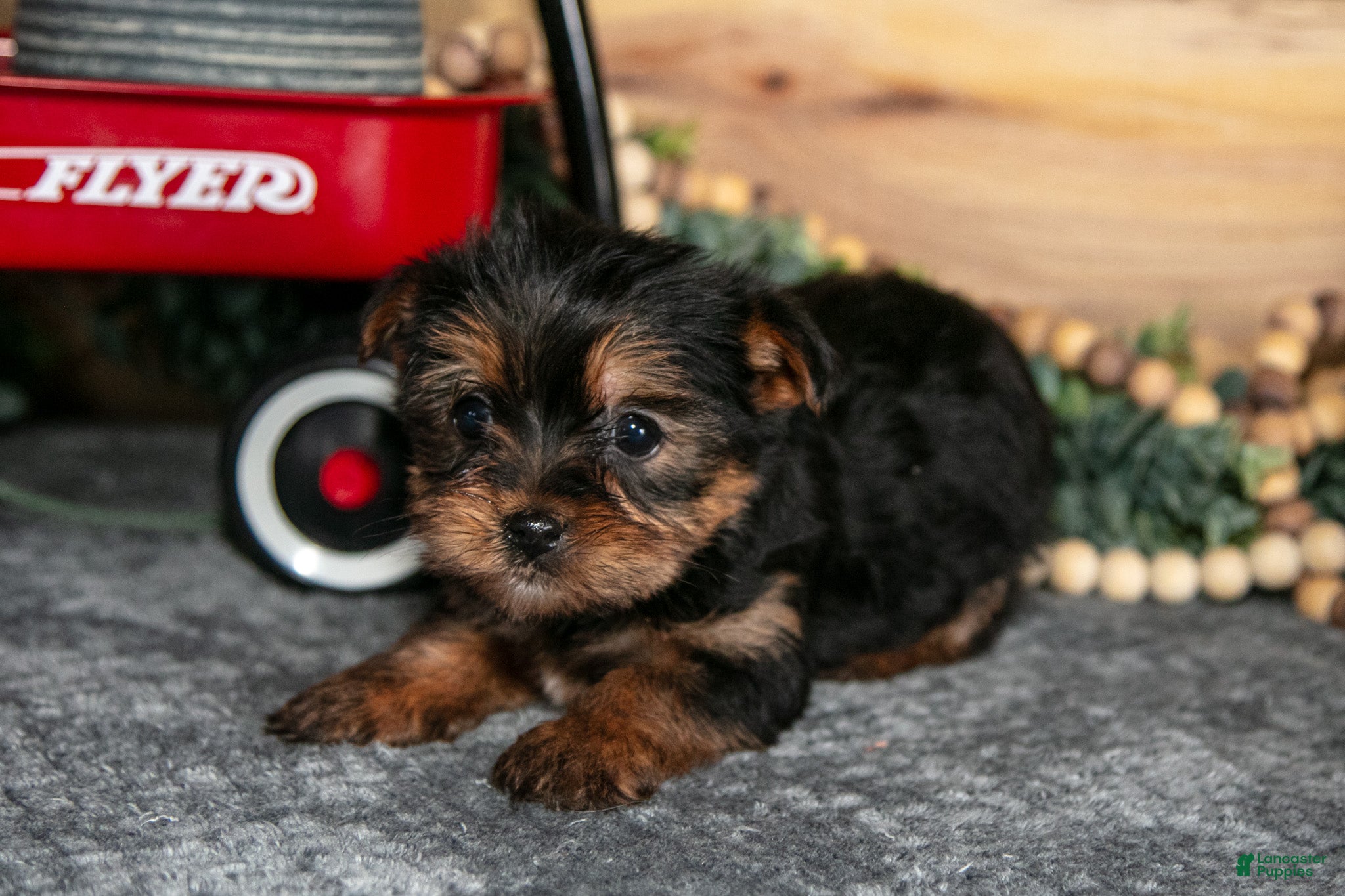 Yorkshire Terrier dogs Piper - Ad 1