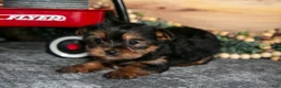 Yorkshire Terrier dogs for sale: Piper - Ad 1