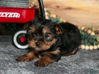 Yorkshire Terrier dogs for sale: Piper - Ad 2
