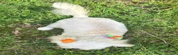 Shih Tzu dogs for sale: Cinderella  - Ad 3