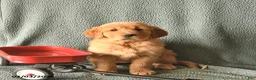 Golden Retriever dogs for sale: Knight  - Ad 1