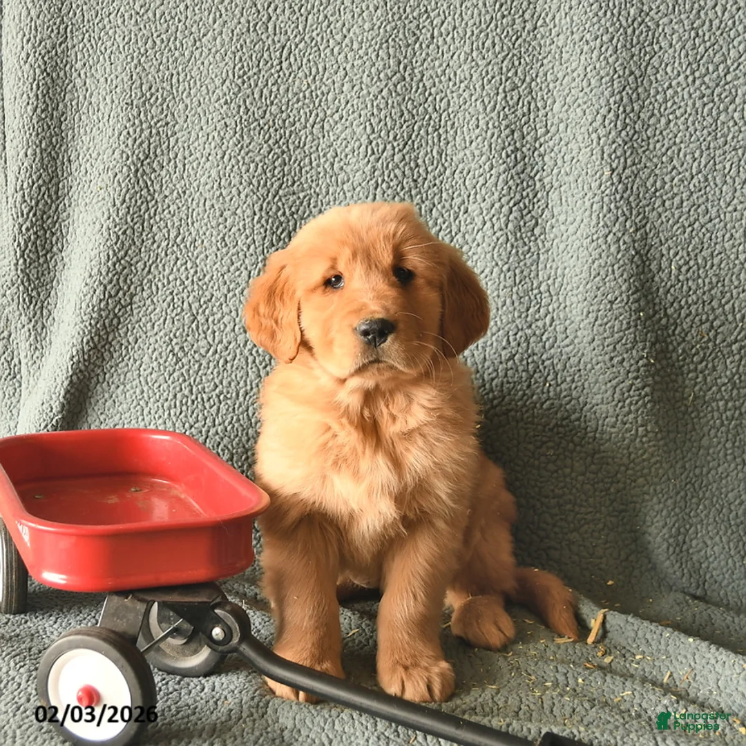 Golden Retriever dogs for sale: Knight  - Ad 1