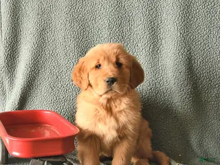 Golden Retriever dogs Knight - Ad 9
