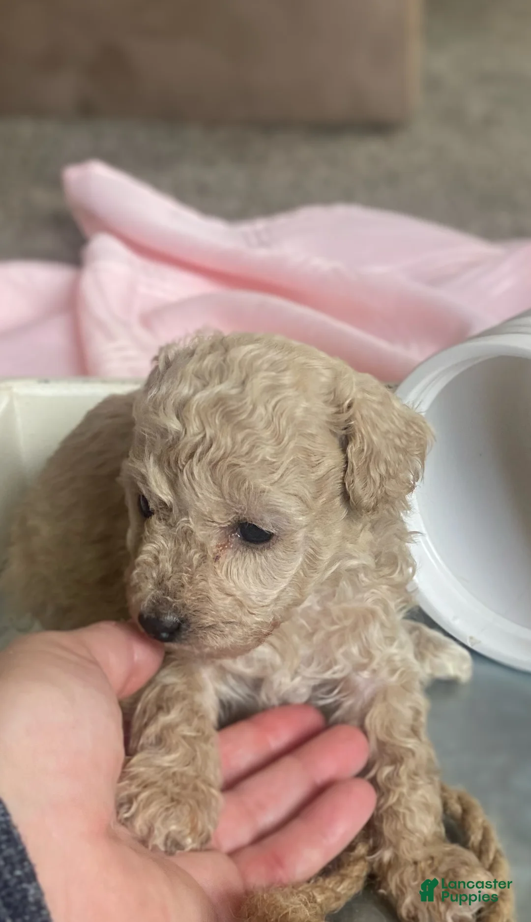 Toy Poodle dogs for sale: SWEET CAMERON  - Ad 23