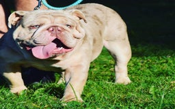 Old English Sheepdog dogs for stud: Skydrives Yoshi - Image 2