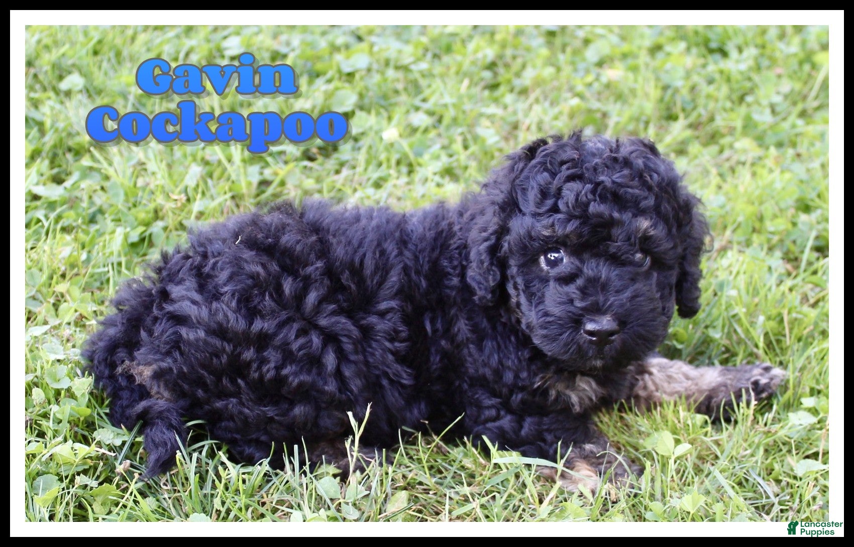 Cockapoo dogs Gavin - Ad 1