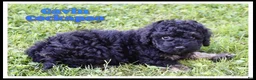 Cockapoo dogs for sale: Gavin - Ad 1