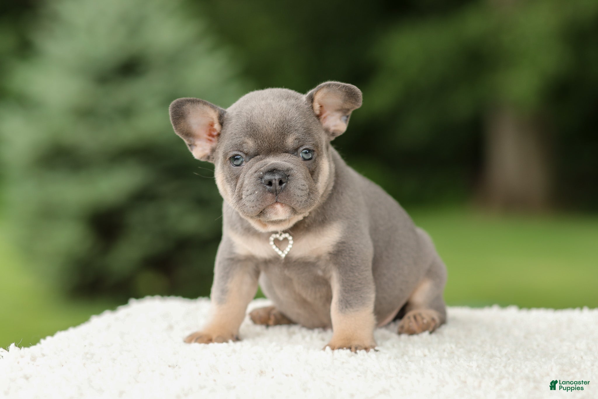 French Bulldog dogs Dallas - Ad 2