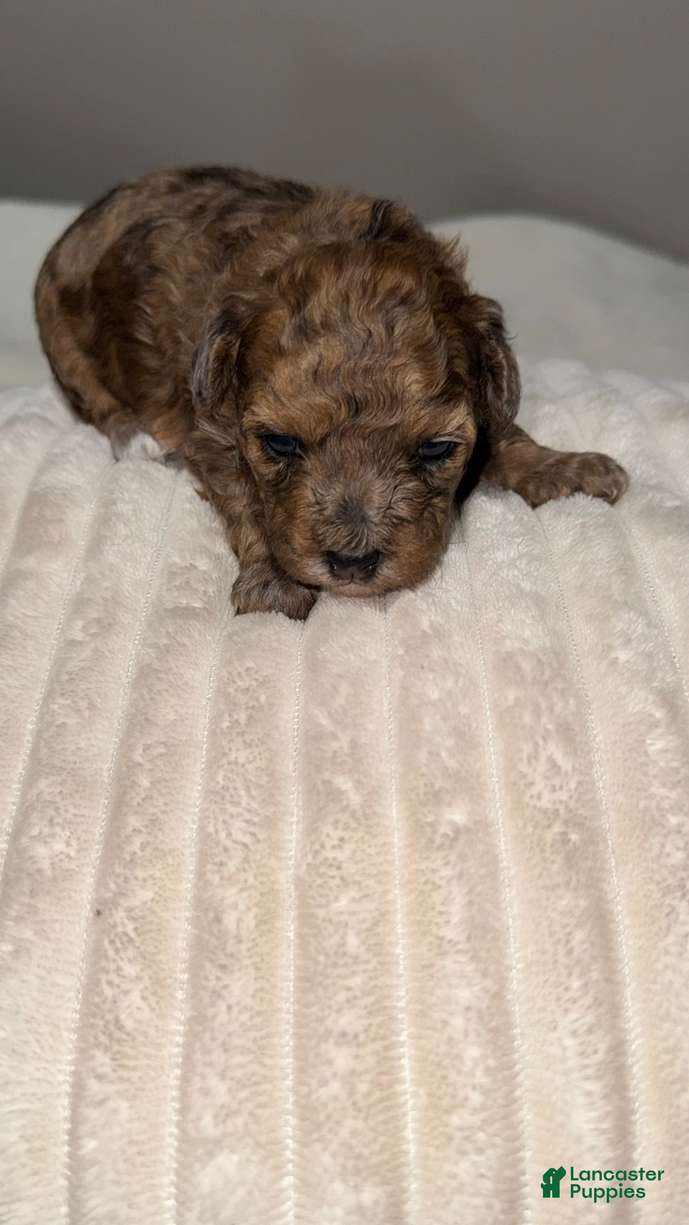 Toy Poodle dogs for sale: Coco - Ad 1