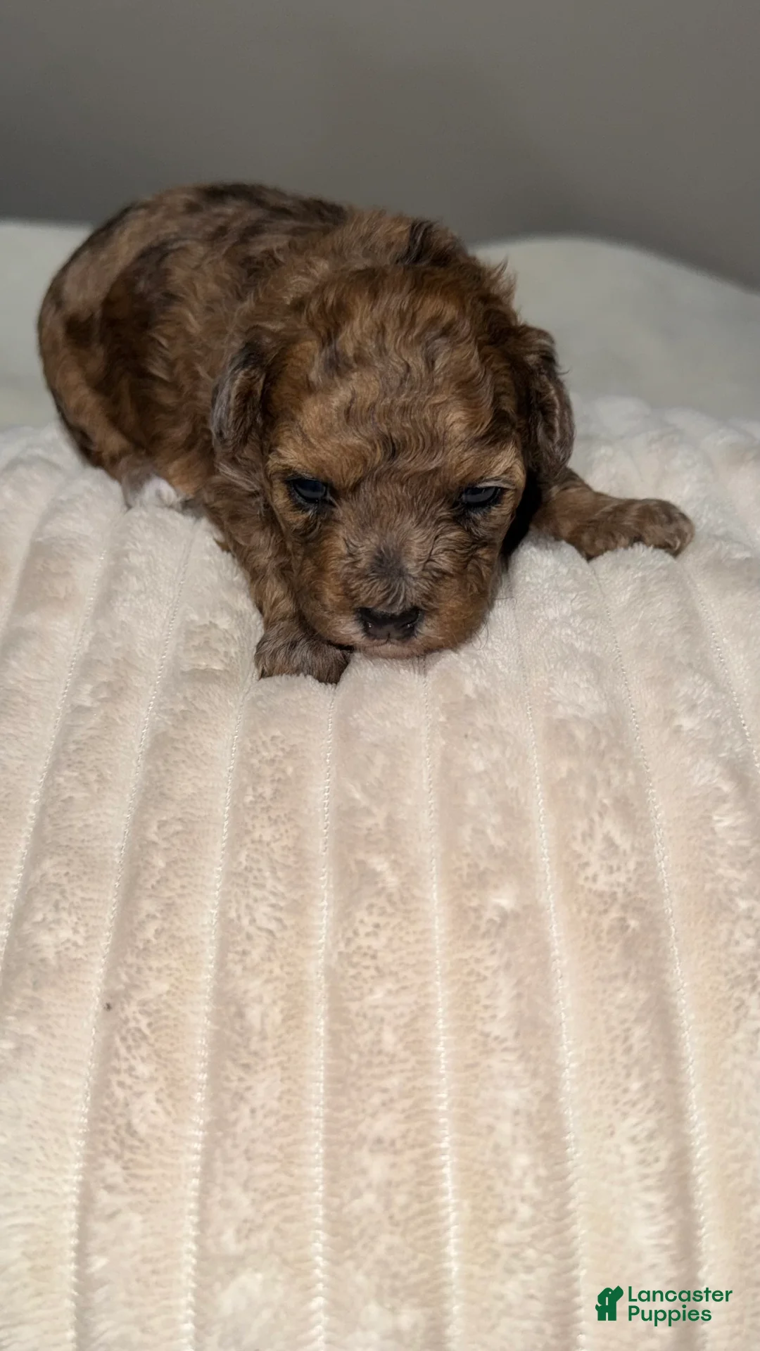 Toy Poodle dogs for sale: Coco - Ad 1