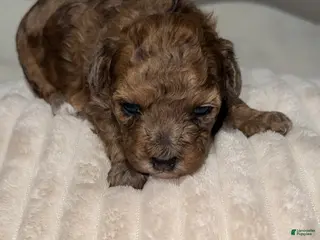 Toy Poodle dogs Coco - Ad 38