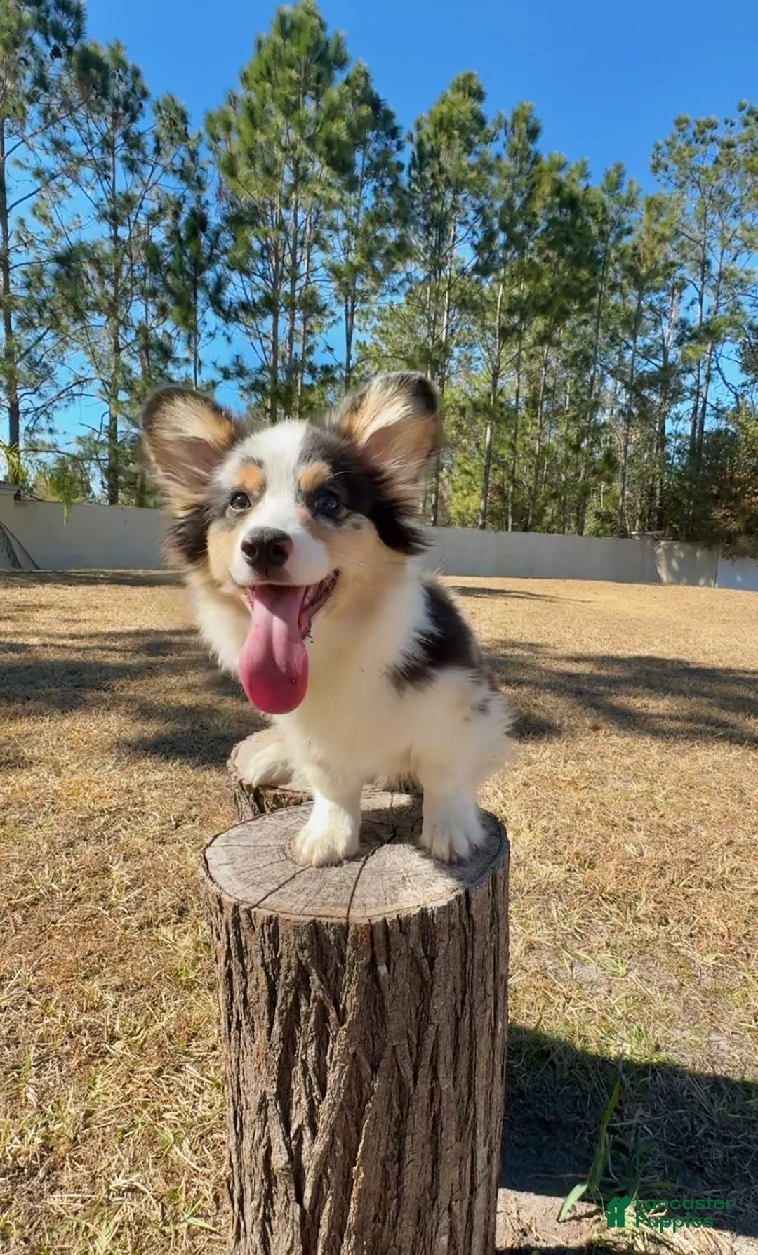 Mixed Breed dogs for sale: Augustus  - Ad 6