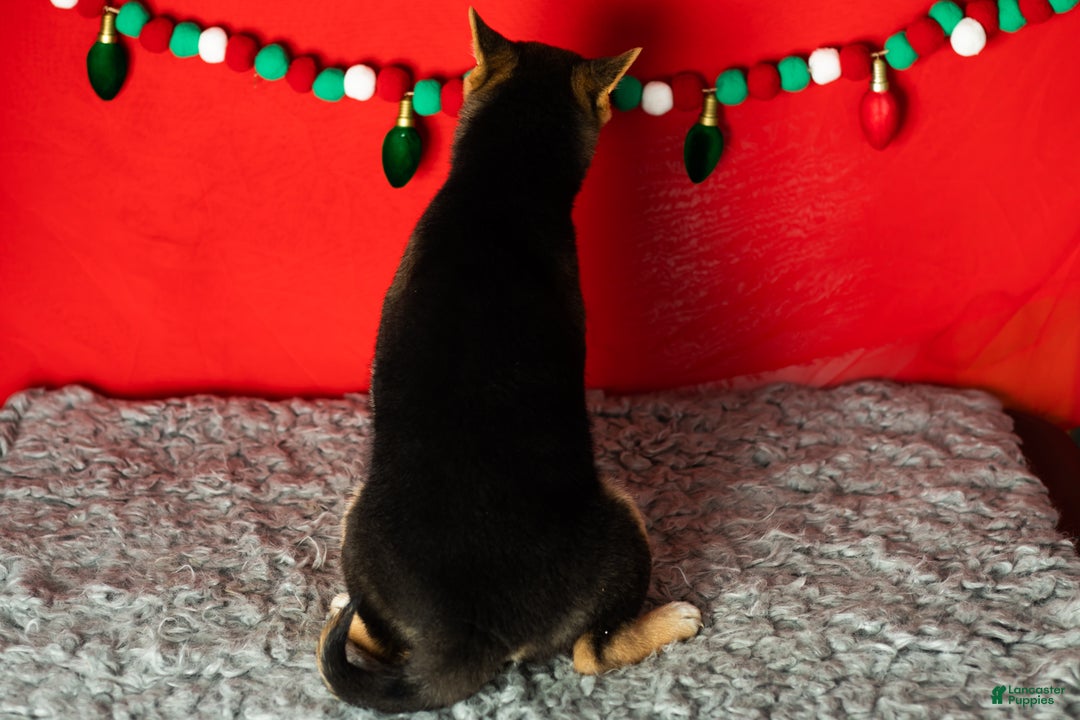 Shiba Inu dogs for sale: Benji  - Ad 4