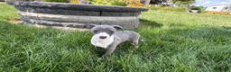 Italian Greyhound dogs for sale: Cheyenne  - Ad 9