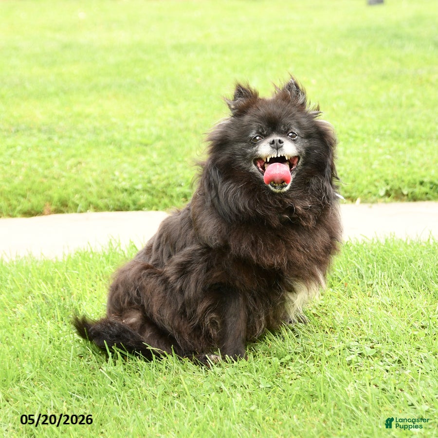 Pomeranian dogs Fluff  - Ad 2