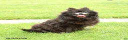 Pomeranian dogs for sale: Fluff  - Ad 2