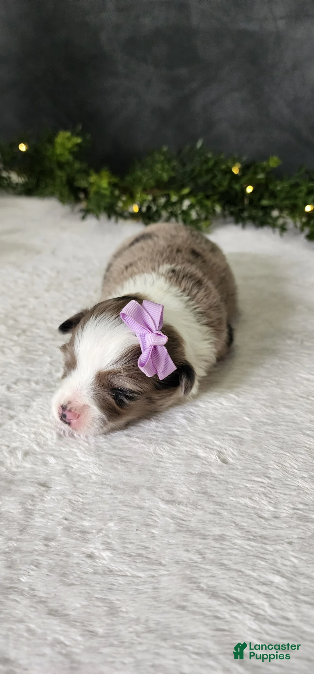 Miniature Australian Shepherd dogs for sale: Luna - Ad 2