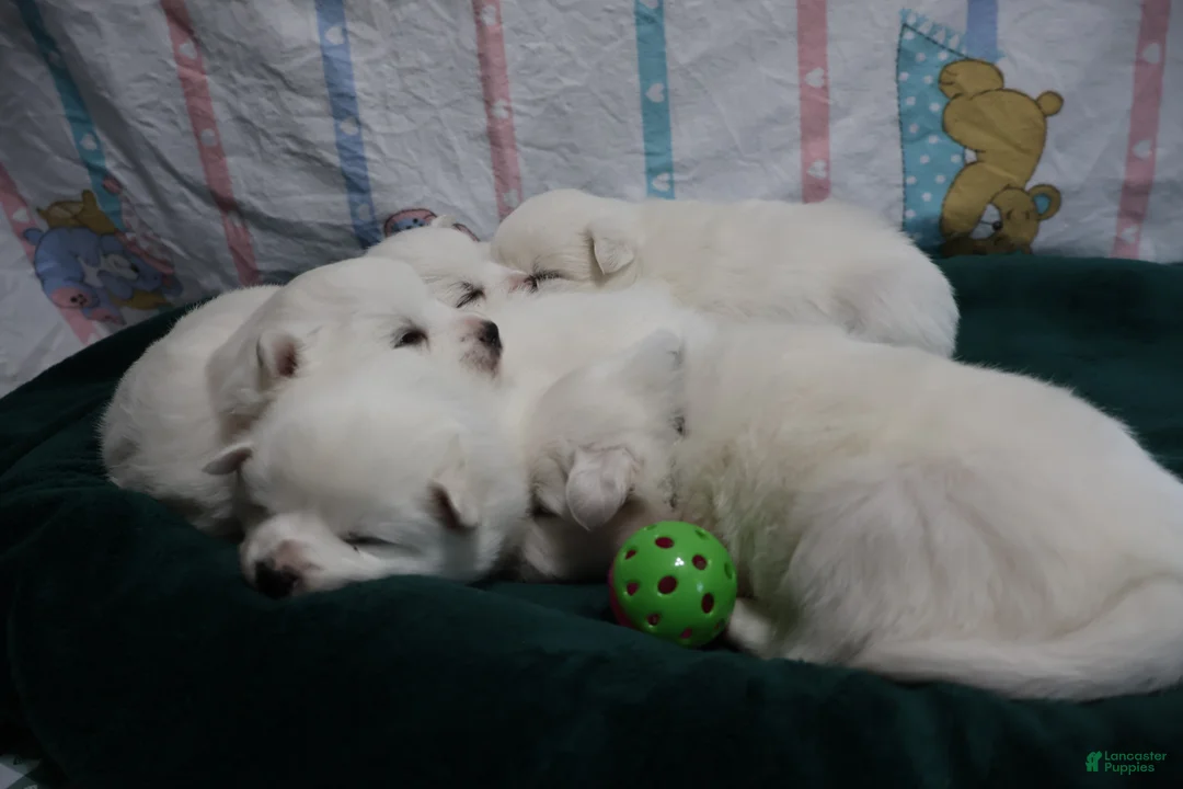 American Eskimo dogs for sale: Axel - Ad 8