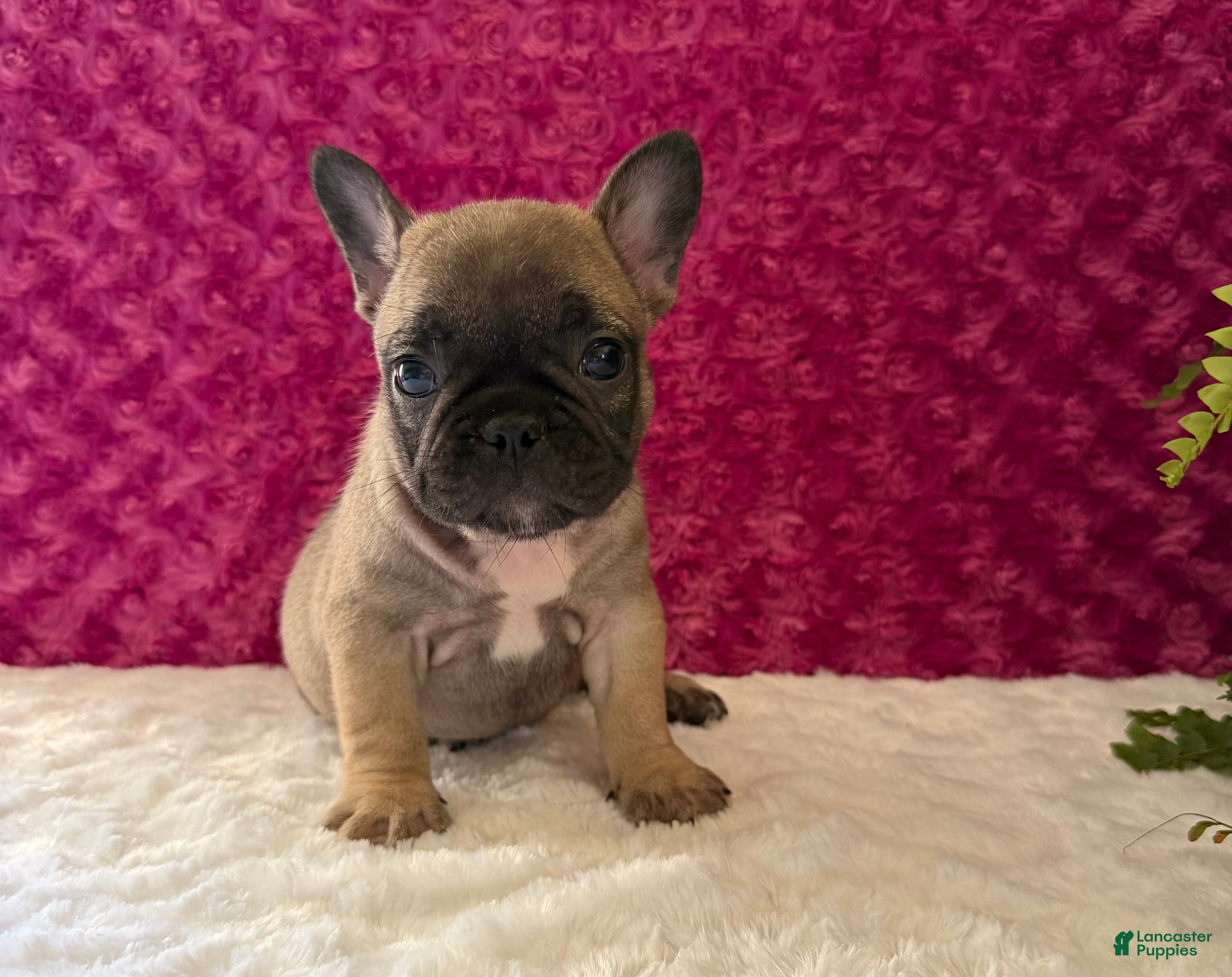 French Bulldog dogs Cookie - Ad 2