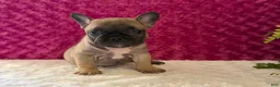 French Bulldog dogs for sale: Cookie - Ad 2
