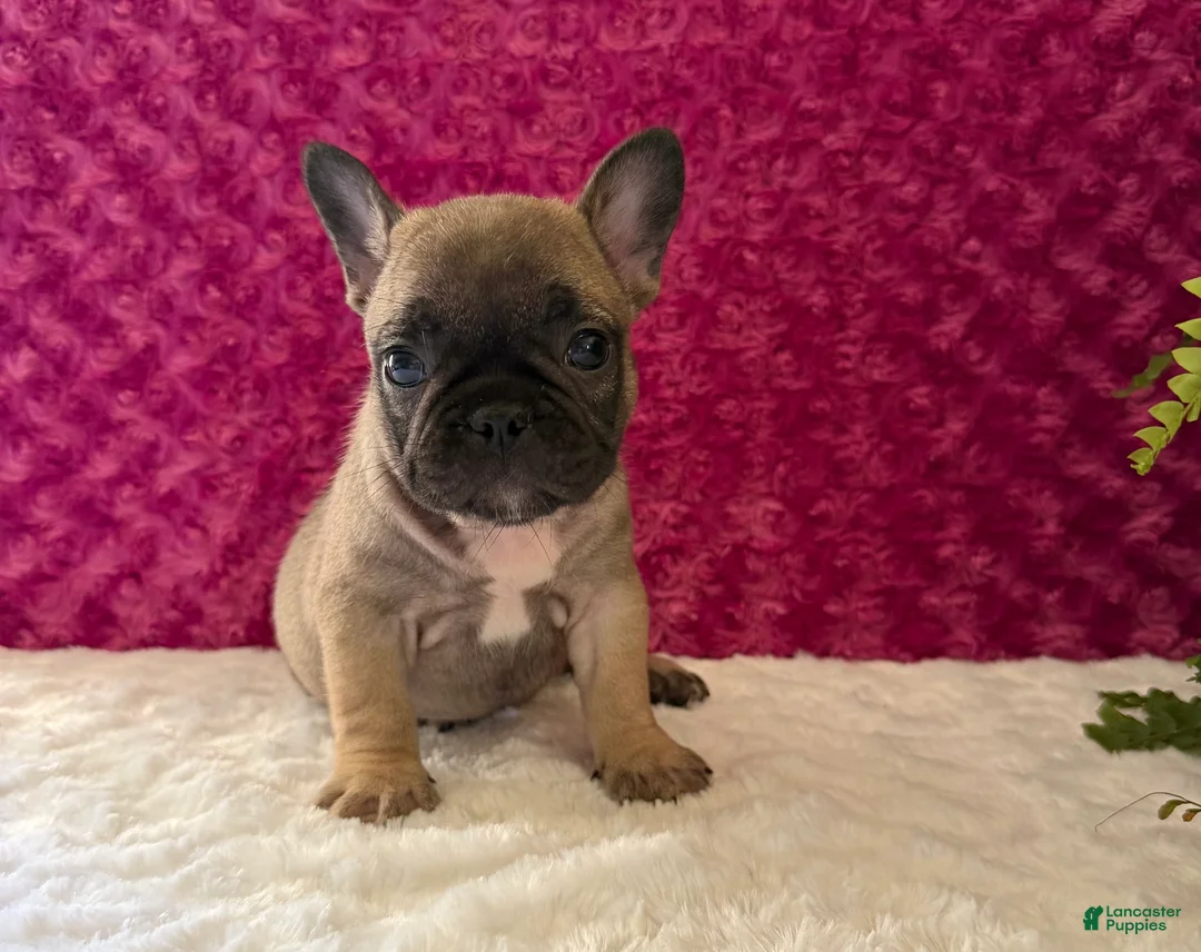 French Bulldog dogs for sale: Cookie - Ad 2