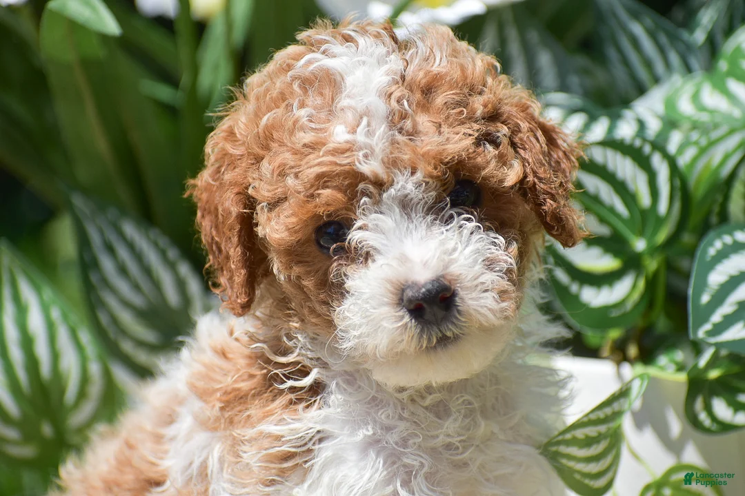 Miniature Poodle dogs for sale: Paisley - Ad 8